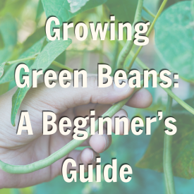Growing Green Beans: A Beginner’s Guide Blog promo 