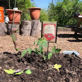 tomato seedling planted in raised bed, gardening trowel, pots and fertilizer