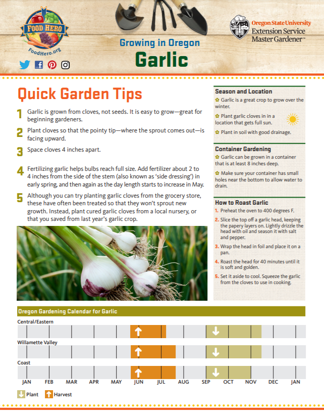 Garlic Gardening 