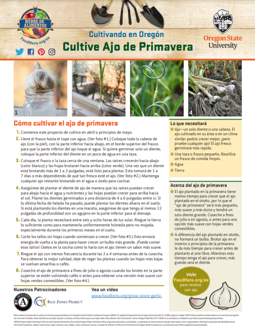 ajo de primavera