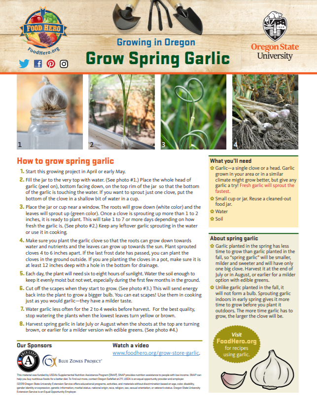 growing spring garlic info sheet