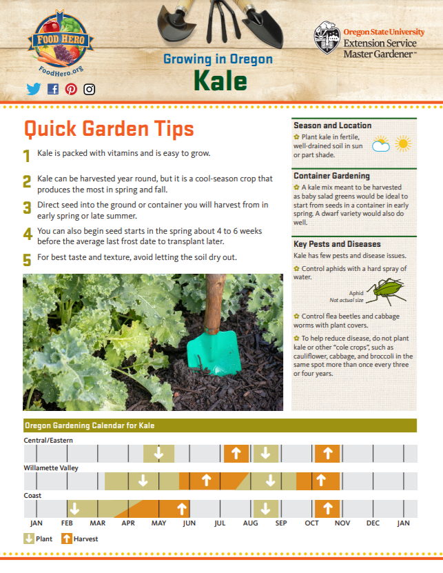 Quick Garden Tips Kale Food Hero