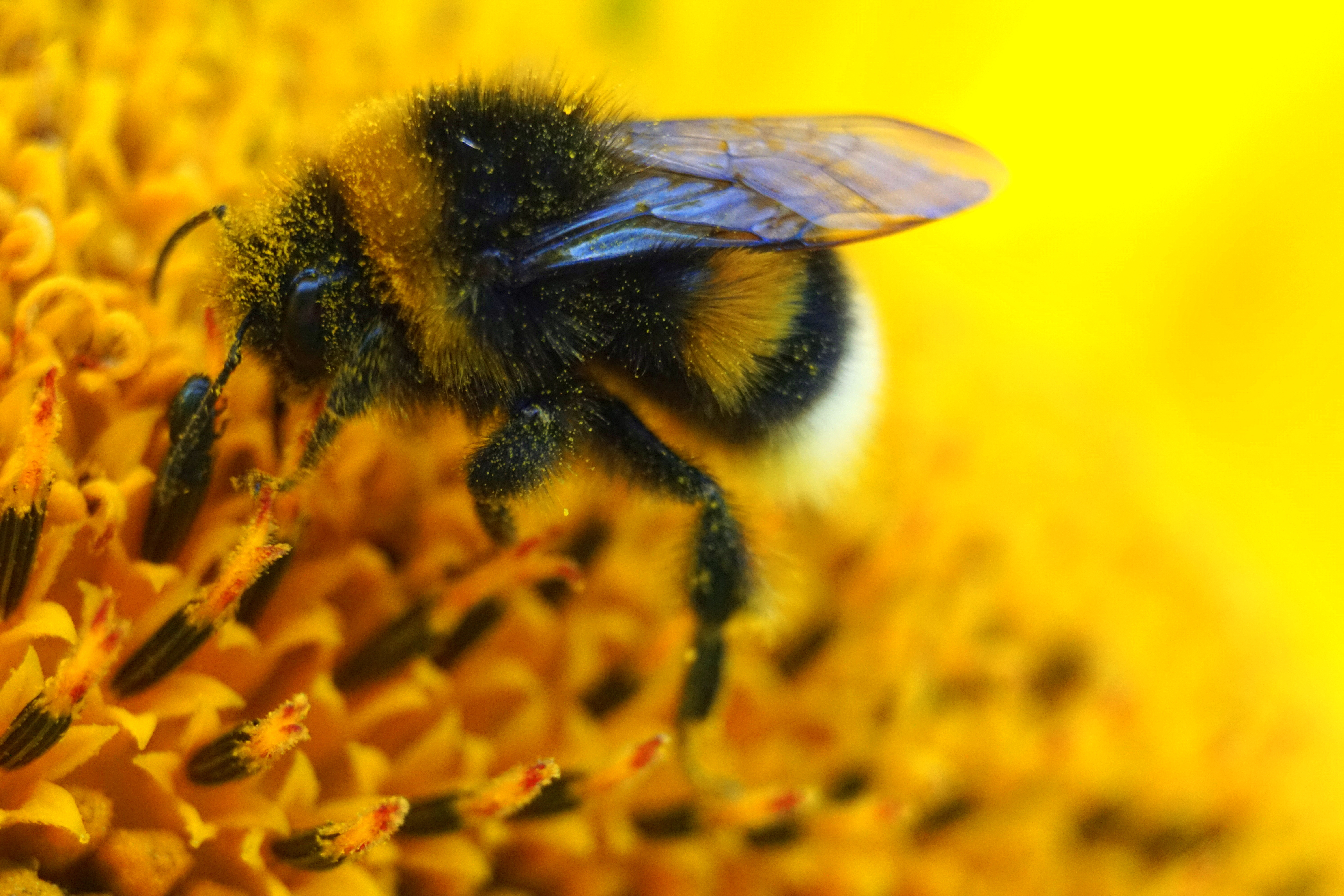 Los girasoles ofrecen a las abejas mucho polen y néctar