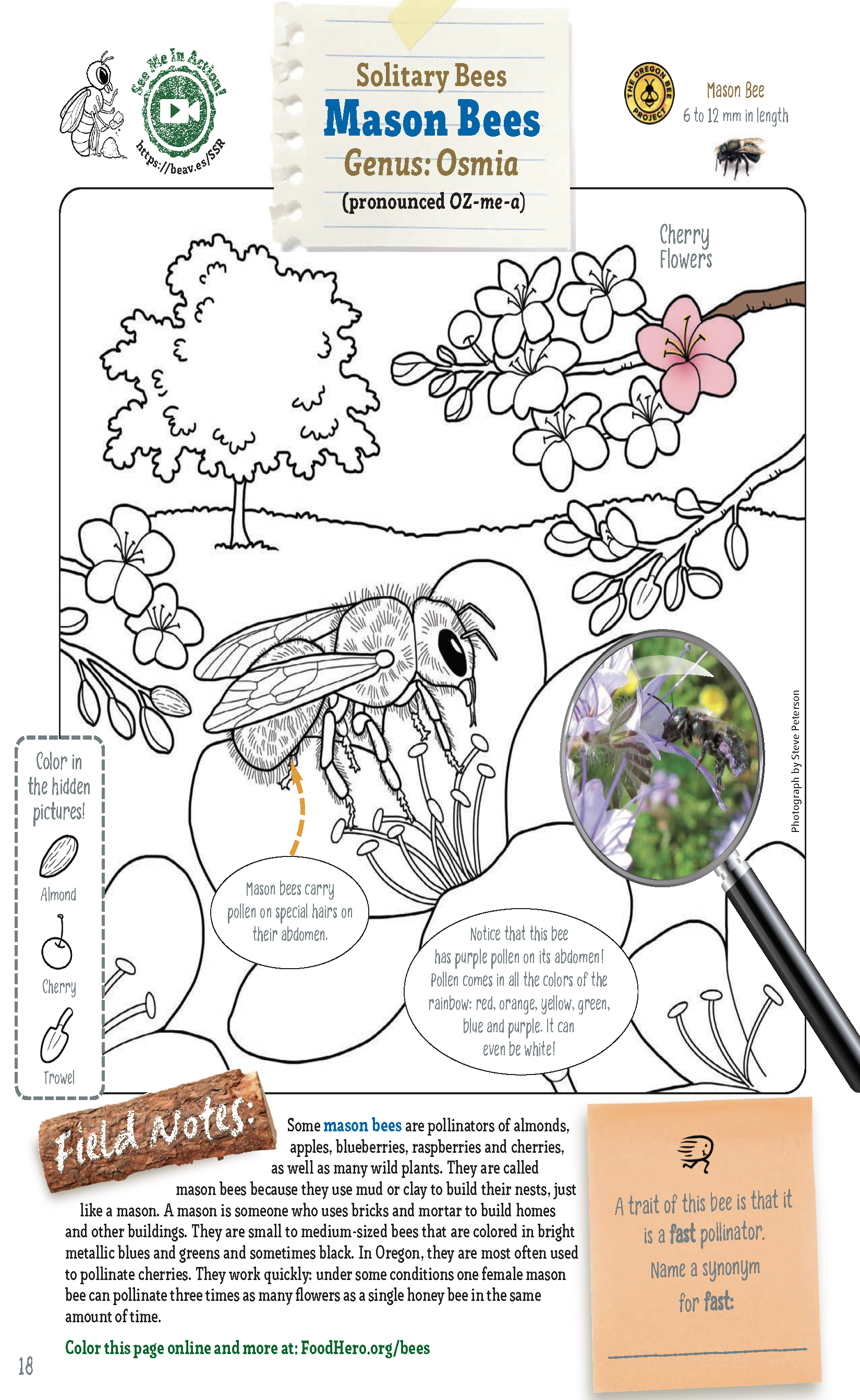 Mason Bee