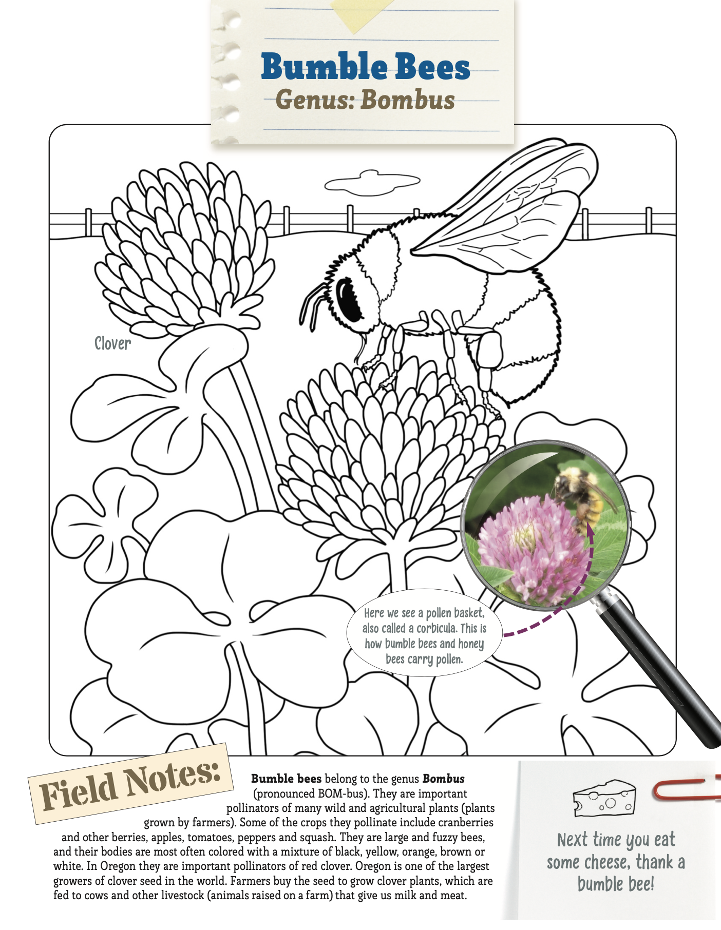 Bumble Bee Coloring Sheet 