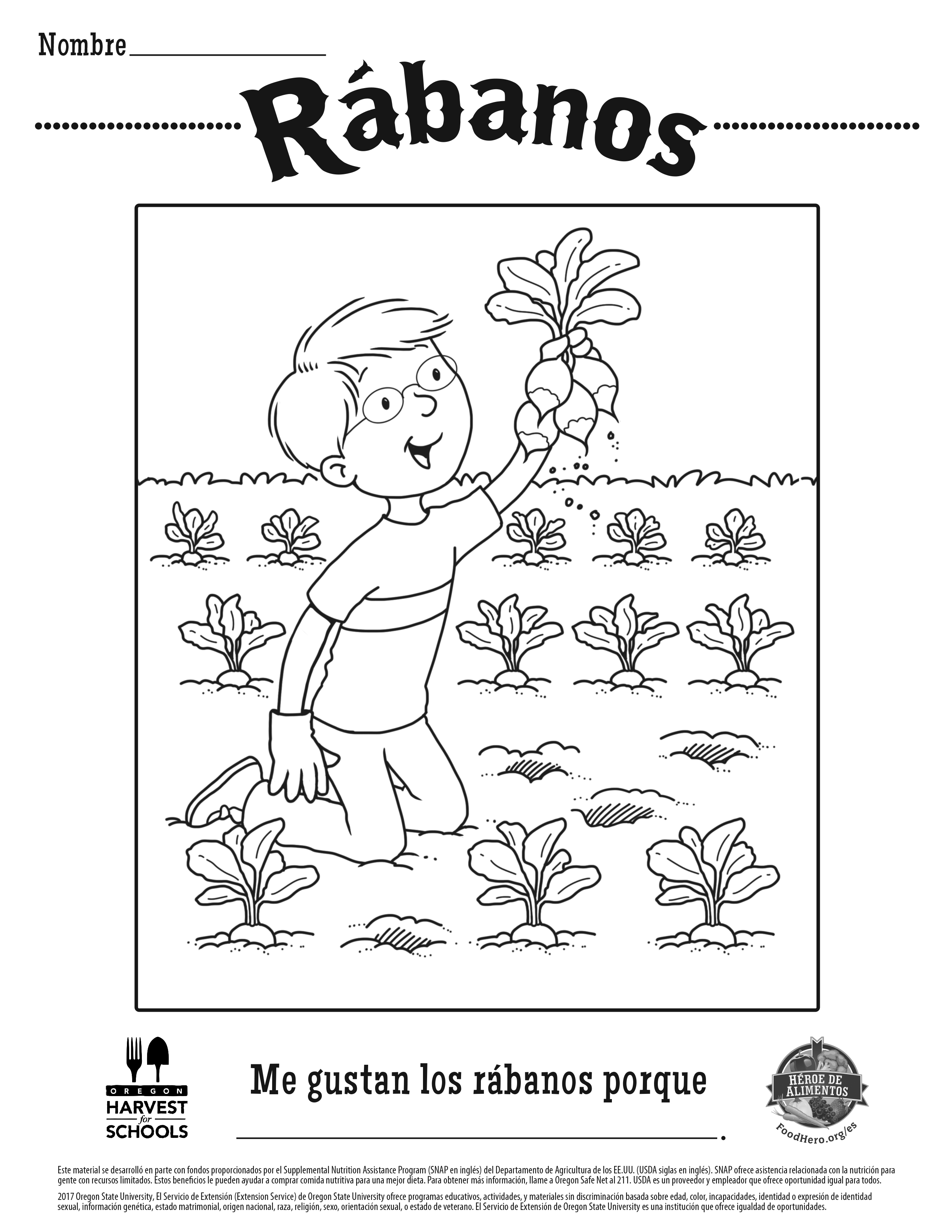 Rábanos