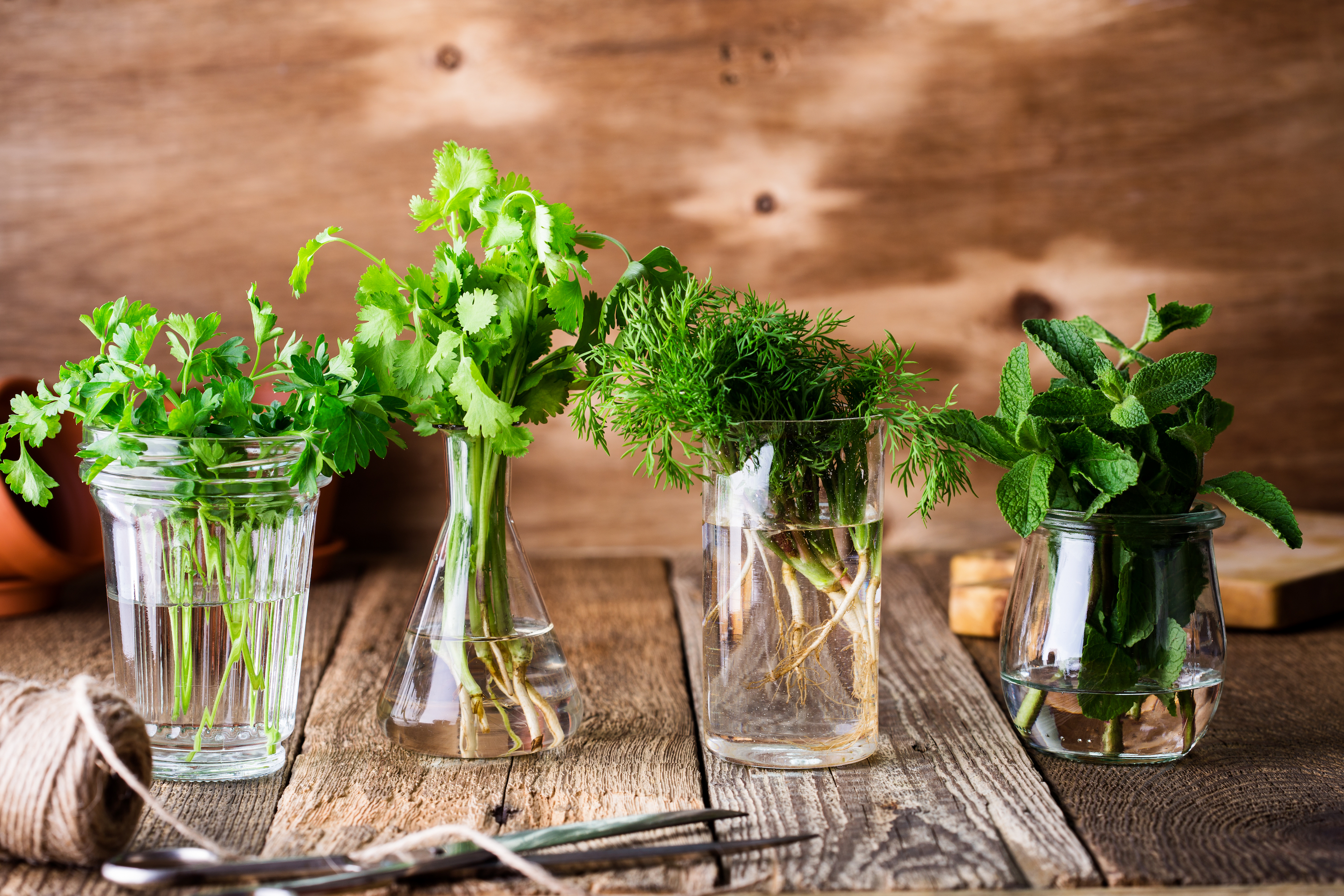 Herbs in glass to show how to store
