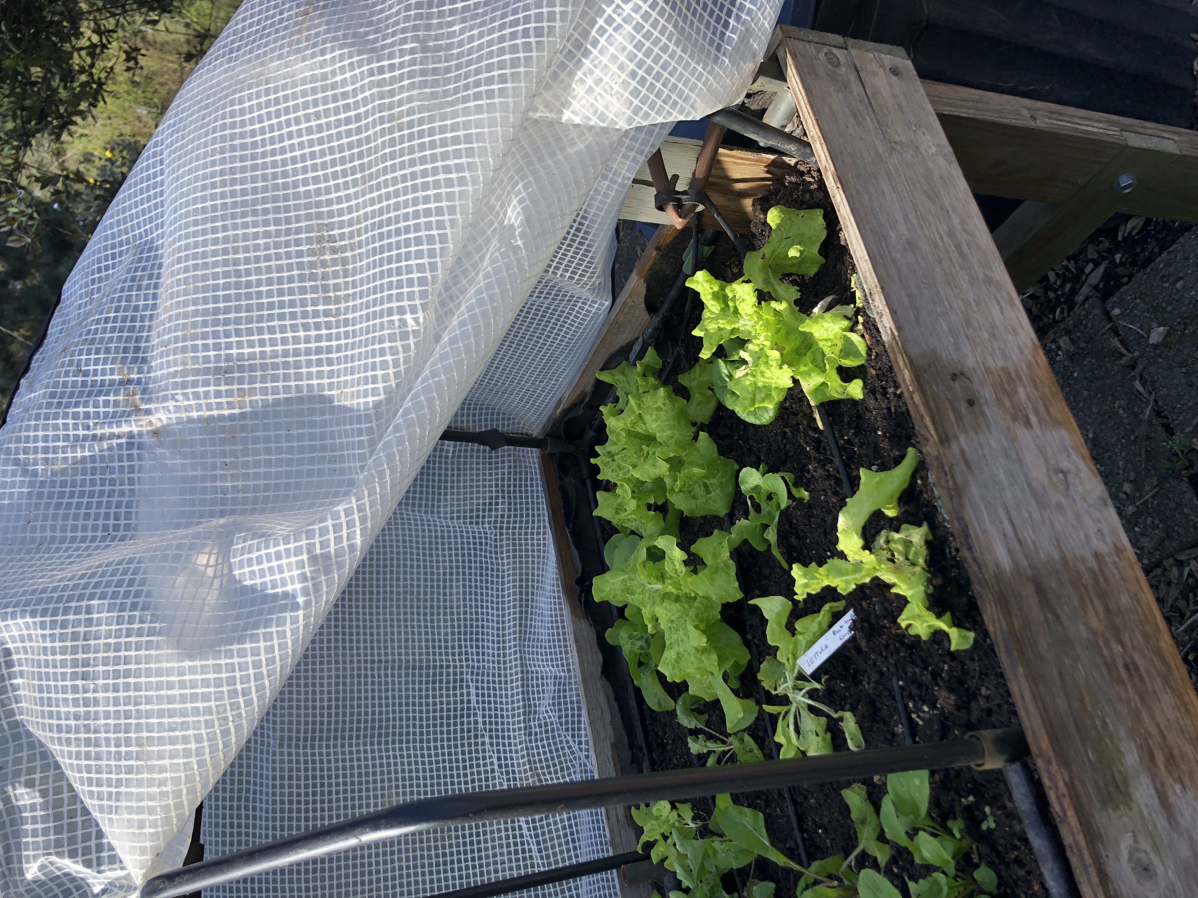 lettuce seedlings in rich brown dirt in raised trug