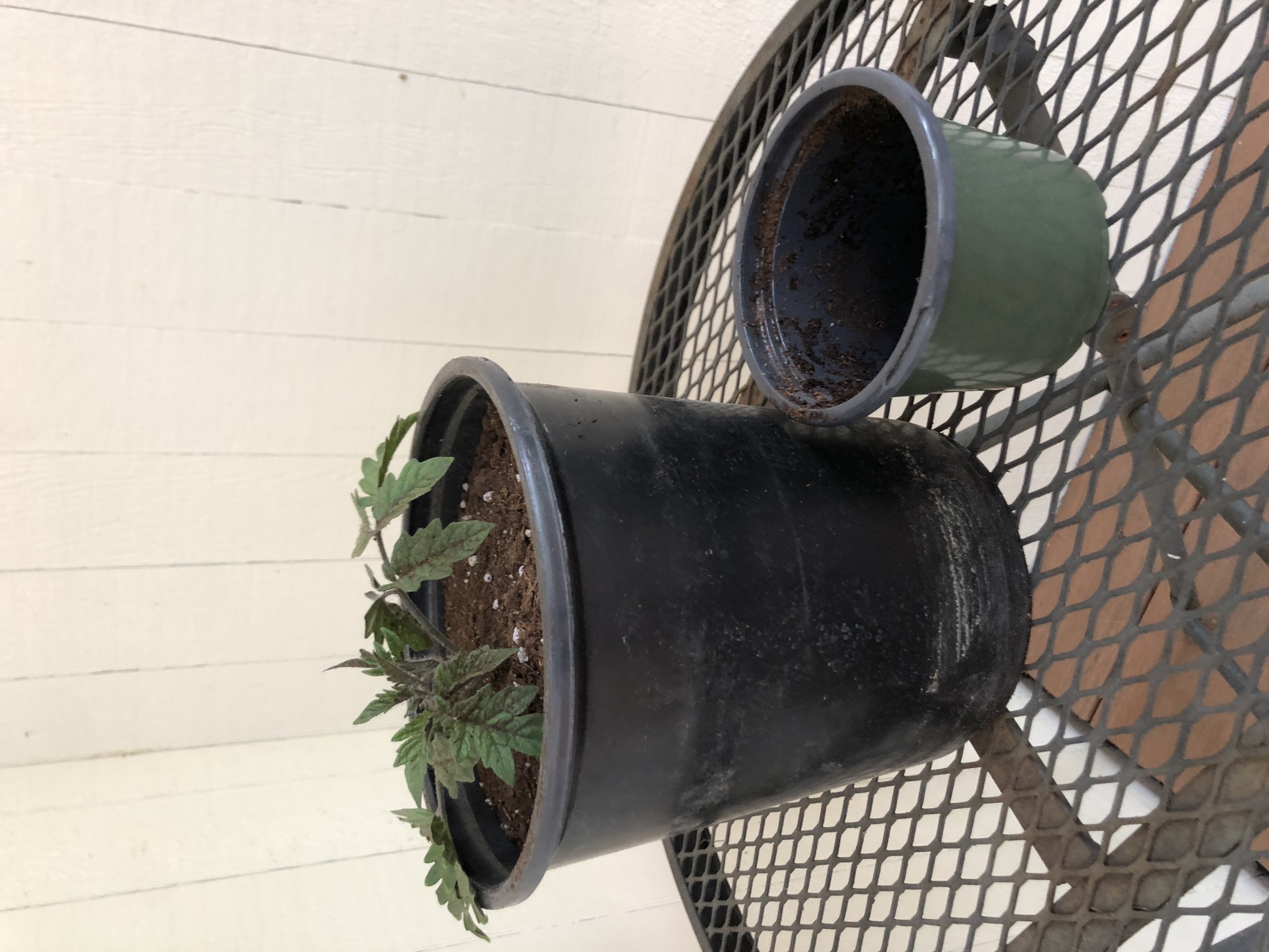 small pot big pot for tomato transplant