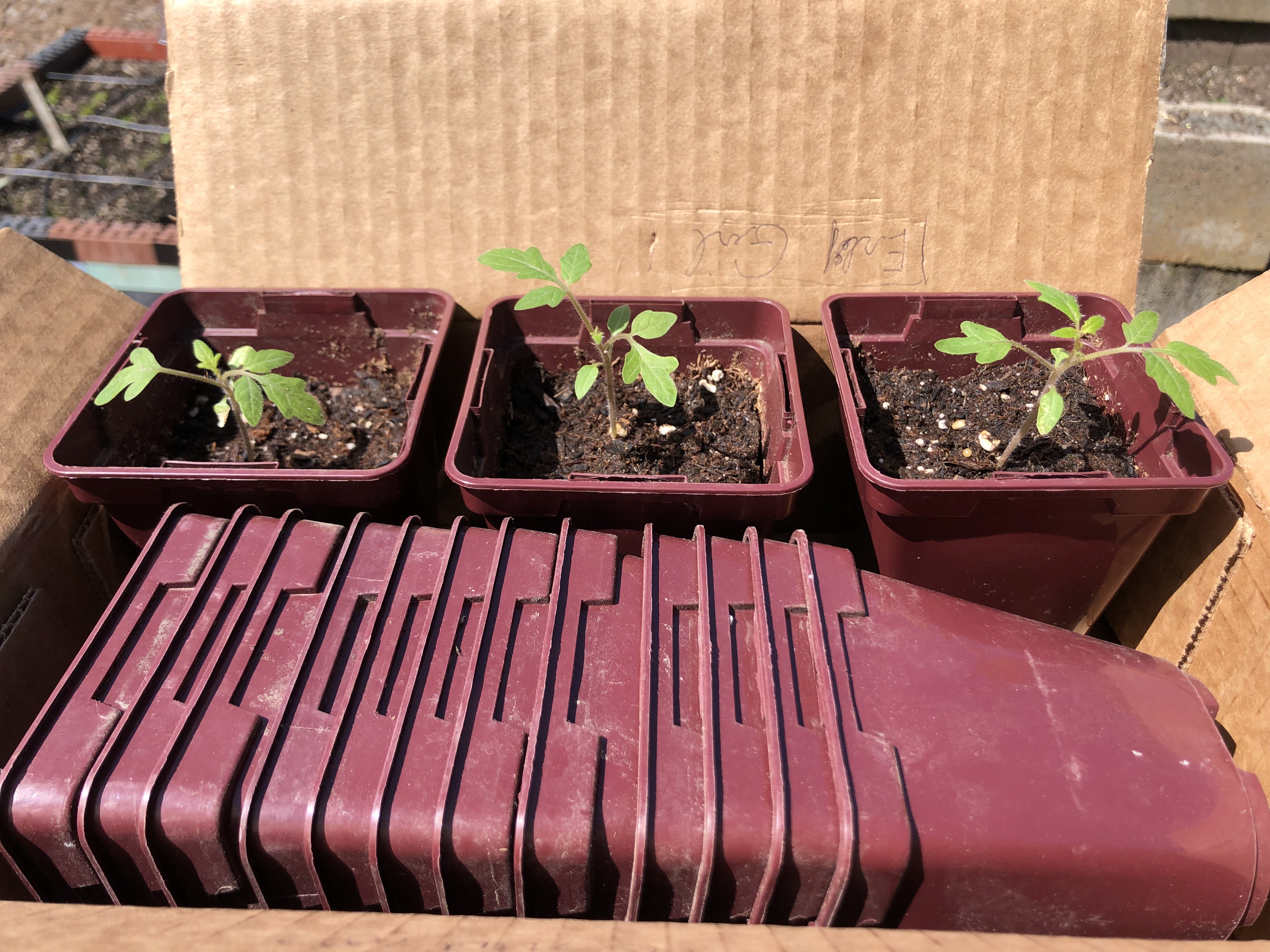 three healthy tomato seedlings in pots