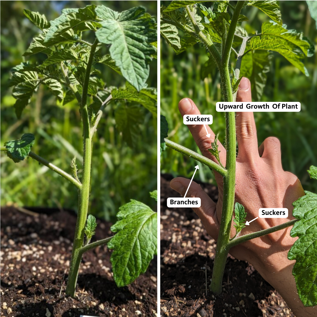 Left image of tomato plant, right image demonstrating 3-finger method to check for suckers on plant