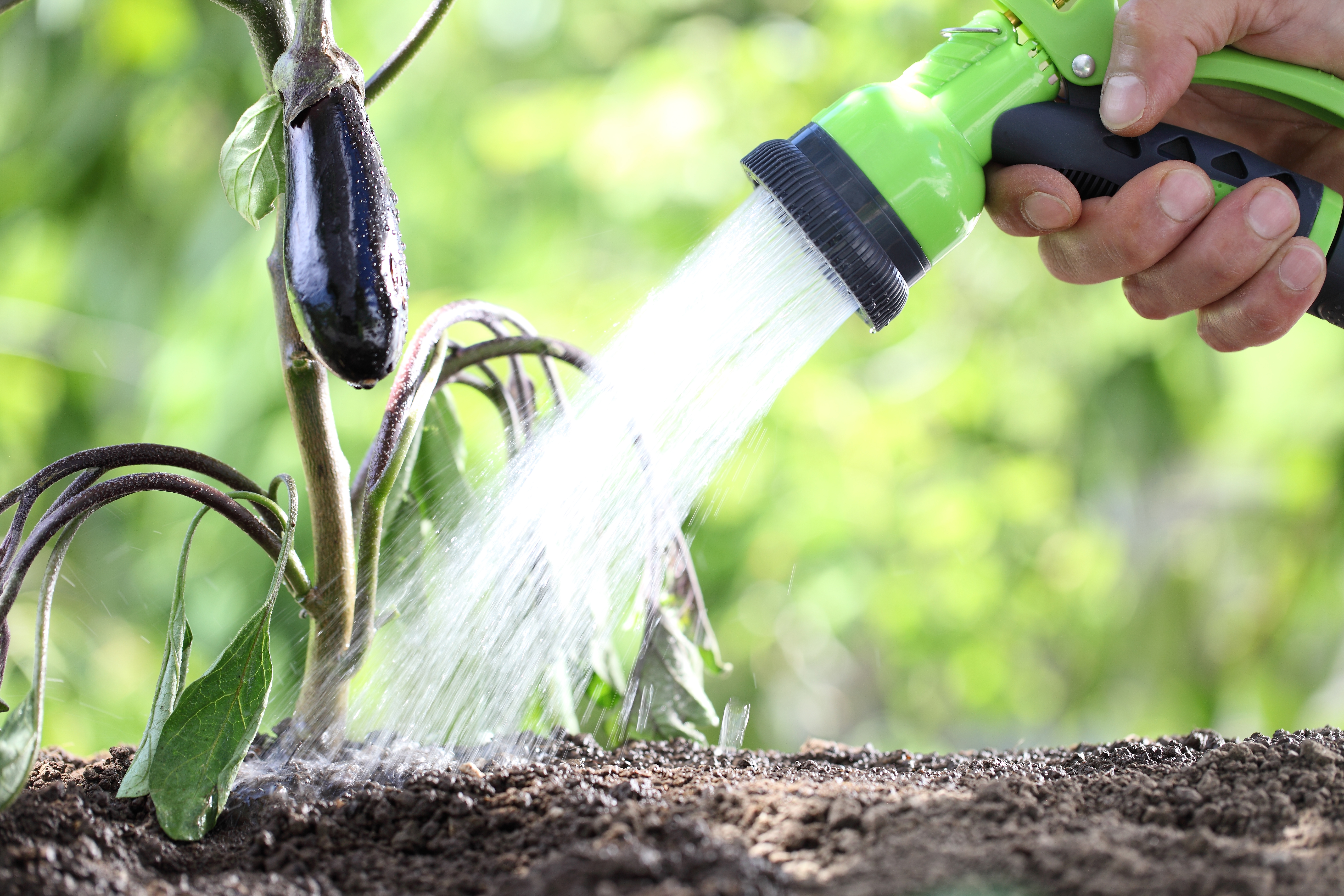 Watering eggplant