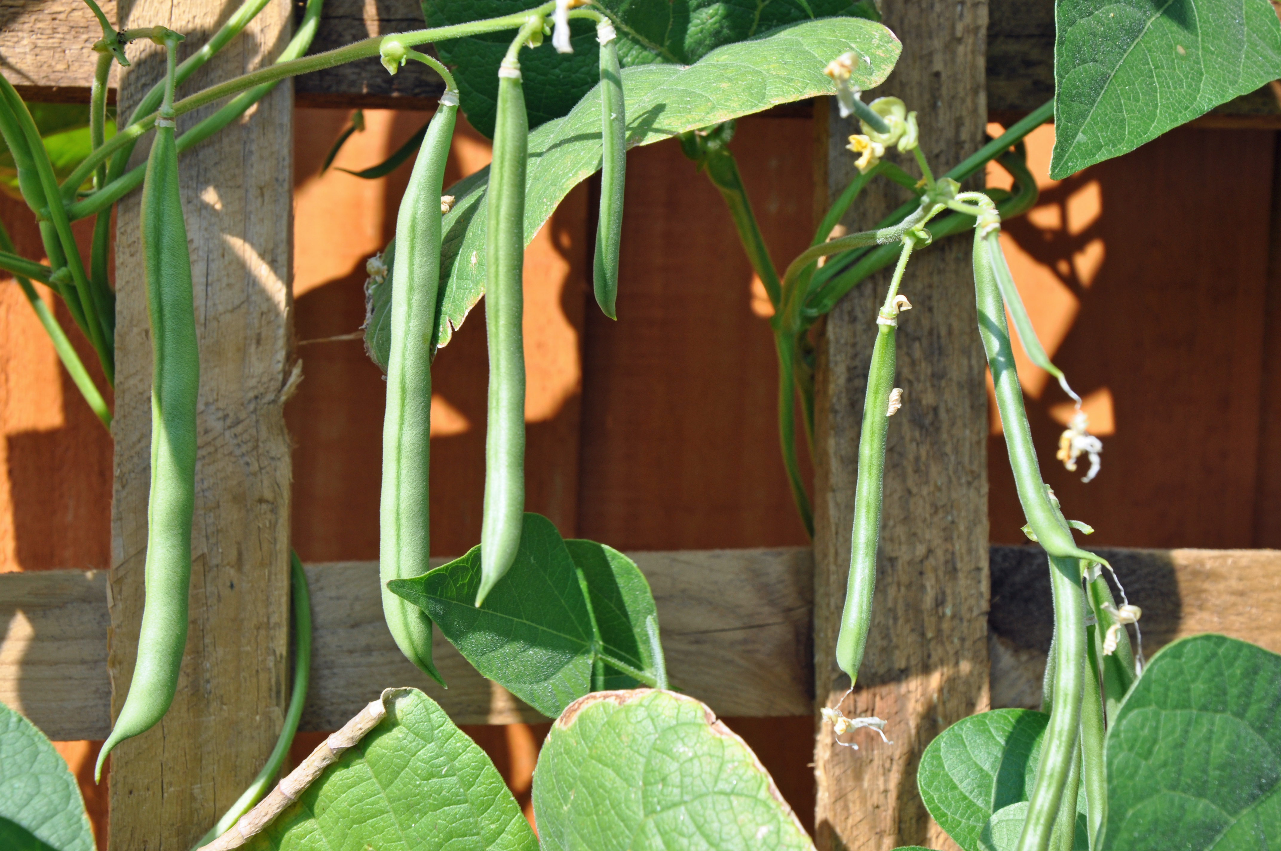 green beans in garden