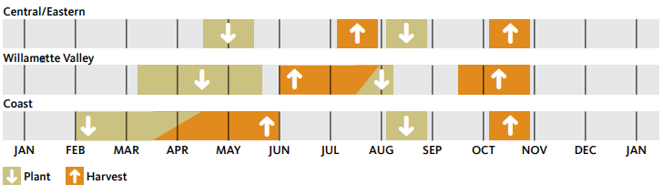 3 regions of Oregon showing months to plant and harvest beets