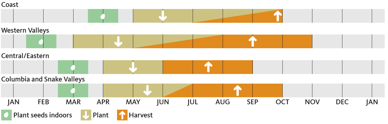 chart showing when to plant and harvest broccoli in Oregon for each of 4 regions