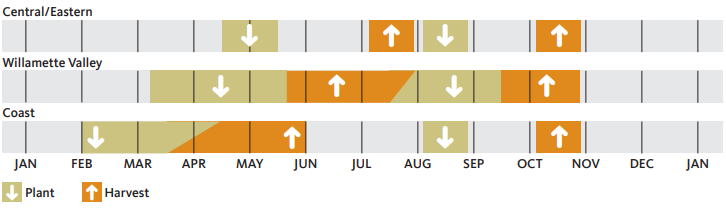 3 regions of Oregon showing months to plant and harvest kale.