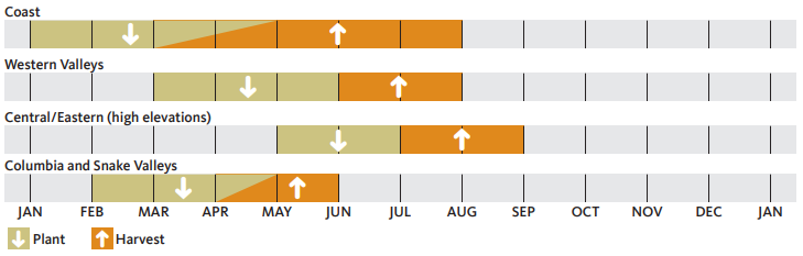 4 regions of Oregon showing months to plant and harvest bunching onions..