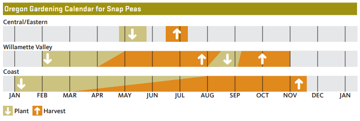 chart showing when to plant and harvest snap peas in Oregon for each of 3 regions