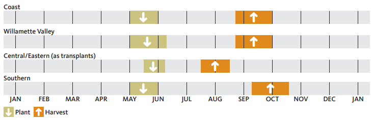 chart showing when to plant and harvest squash in Oregon for each of 4 regions