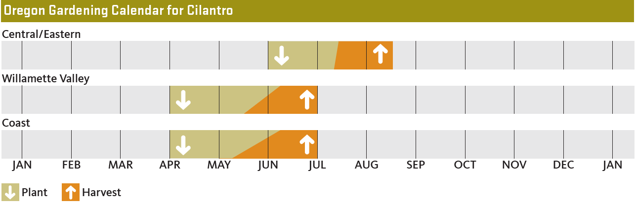 Oregon gardening calendar for Cilantro