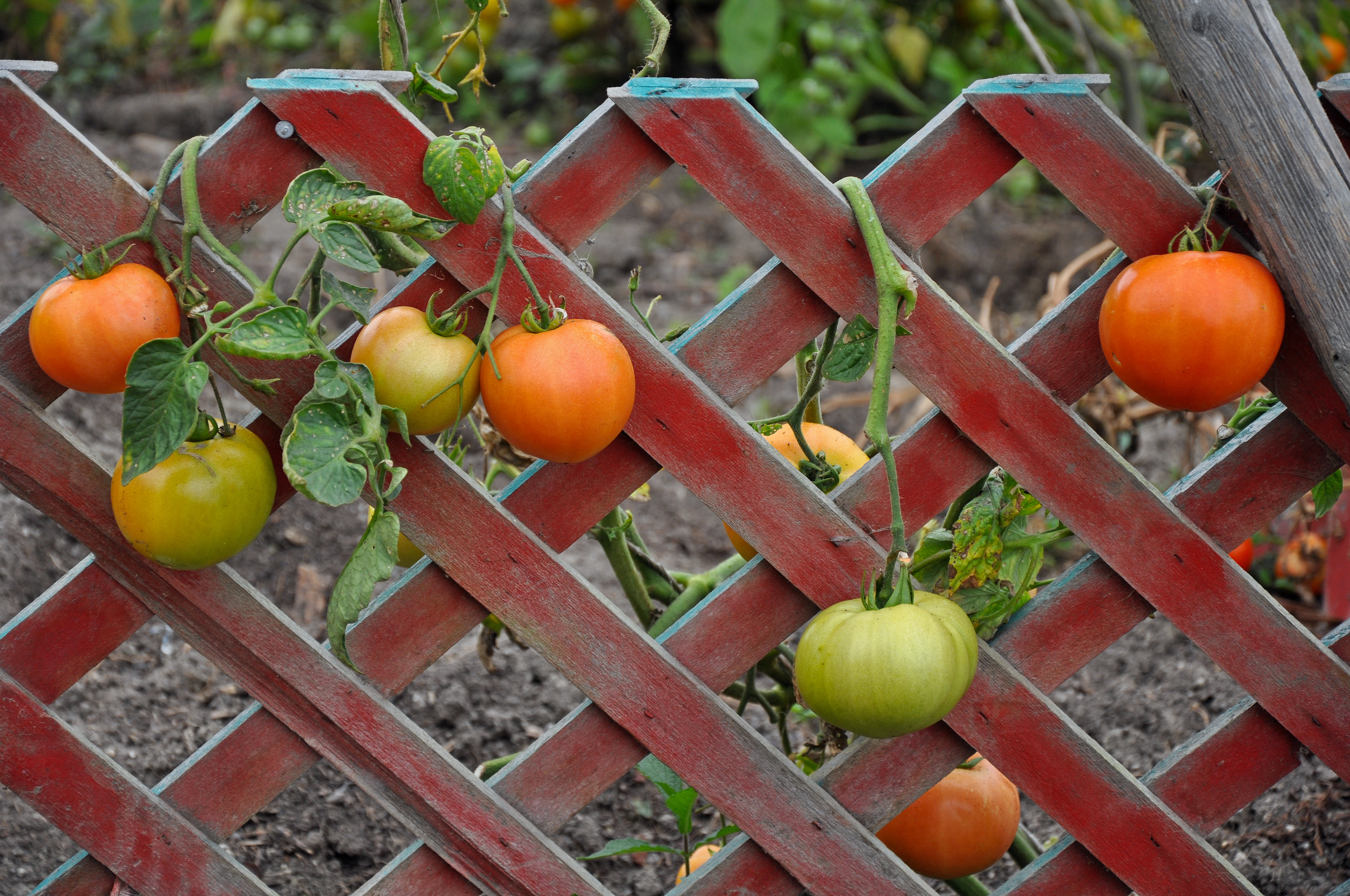 Tomato plants growing on fence 