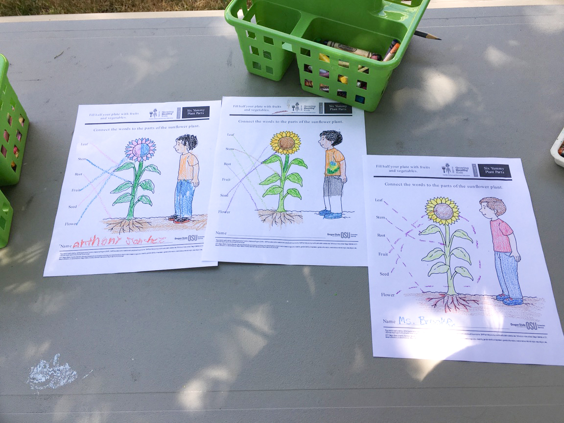 Garden Lessons: Food Webs Project: Part III (5th Grade) — Highland Youth  Garden