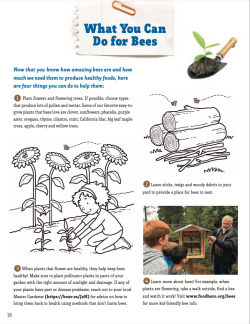 What you can do for bees