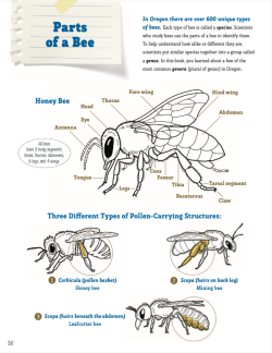 Parts of a bee
