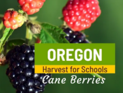oregon harvest for schools cover image - cane berries