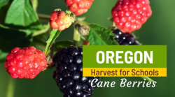 oregon harvest for schools cover image - cane berries