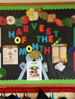 harvest of the month bulletin board in school 