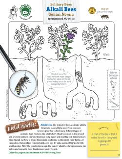 Alkali Bee Coloring Sheet
