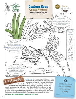 Cuckoo Bee