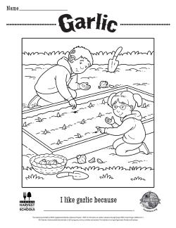 Garlic coloring page