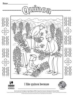 Quinoa coloring sheet