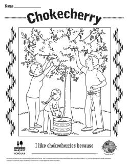 Chokecherry Coloring Sheet 