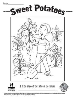 Sweet Potato Coloring Sheets
