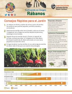 Cómo cultivar los rábanos