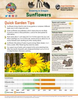 How to Grow Sunflowers page 1