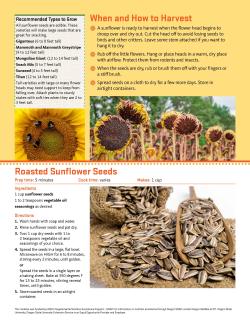 How to Grow Sunflowers page 2