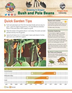 Bush and Pole Beans Garden Tips - Page 1