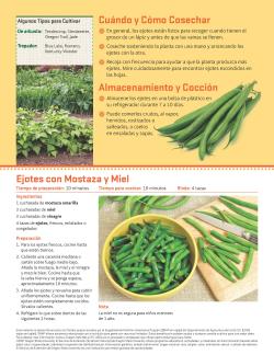 Frijol de Arbusto y Frijol Trepador - Pagina 2