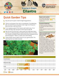Cilantro Gardening Tips front page