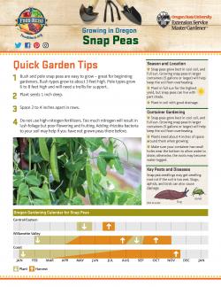Snap Peas - Garden Tips and How to Grow