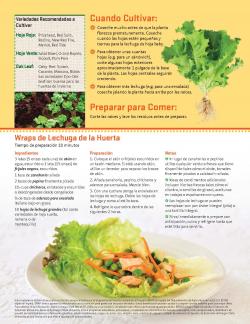 Hojas Verdes para Ensalada - Consejos de jardinería - Pagina 2