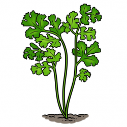 Drawing of a cilantro plant growing in the ground with long stems and green leaves