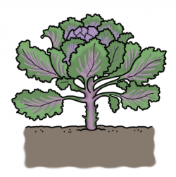 Drawing of a kale plant with purple and green leaves growing in the ground