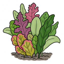 Drawing of different types of lettuce growing in the ground