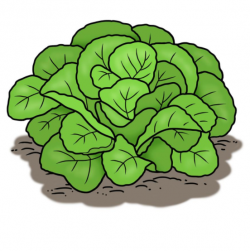 Drawing of green lettuce plant growing in the ground