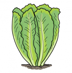 Dibujo de una planta de lechuga verde que crece en el suelo